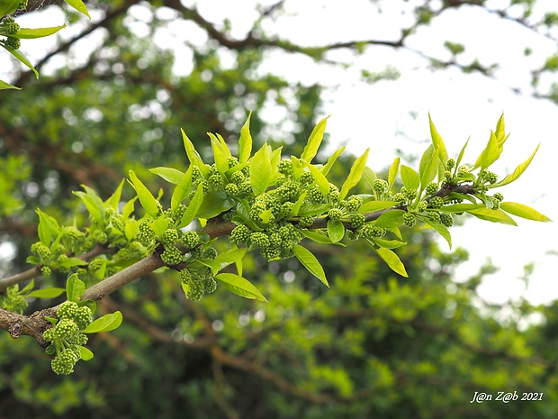 maklura pomarančovitá Maclura pomifera (Rafin.) C. K. Schneider