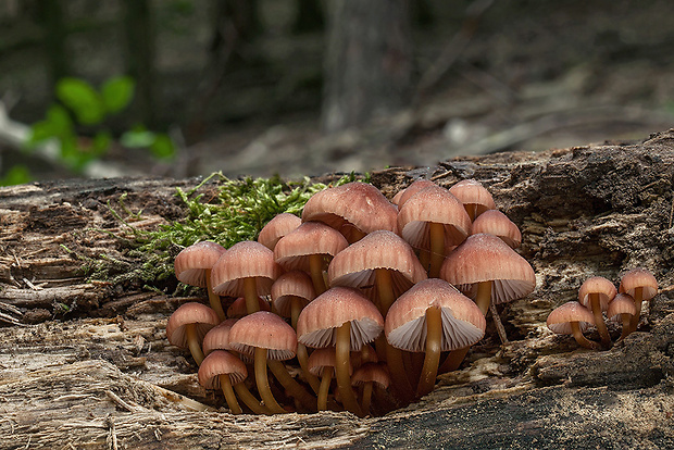 prilbička žltohlúbiková Mycena renati Quél.