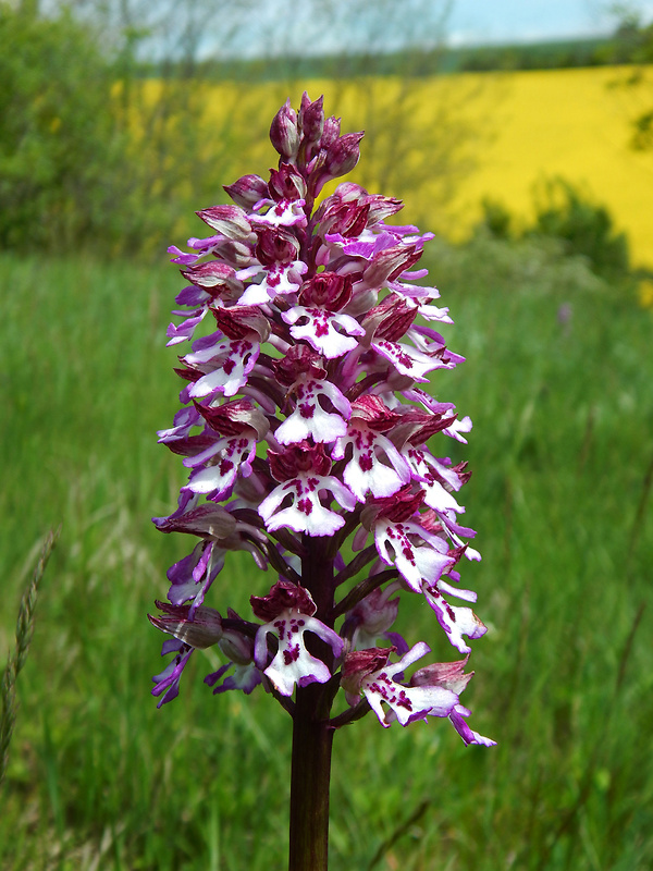 vstavač Orchis × hybrida (Lindl.) Boenn. ex Rchb.