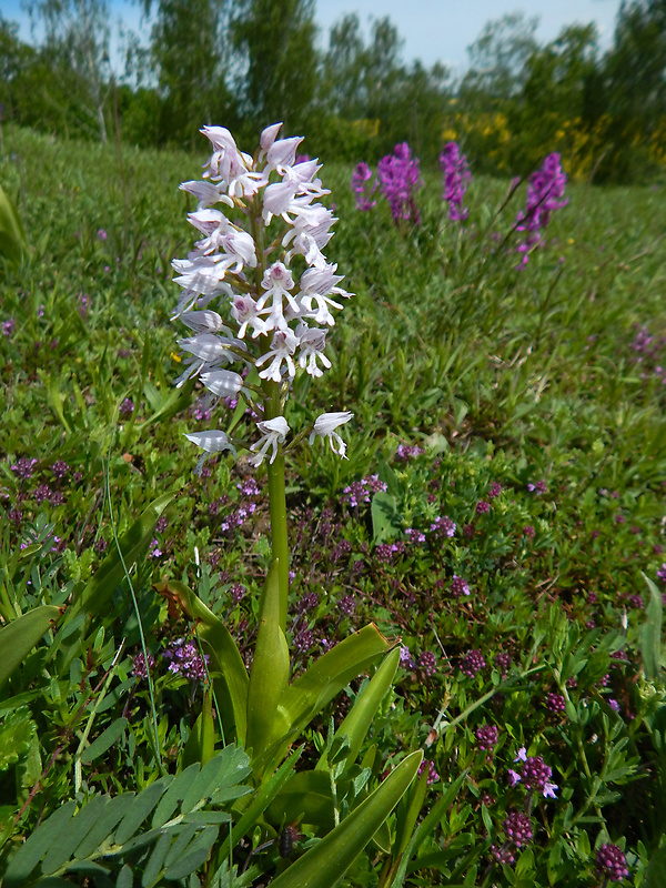 vstavač vojenský Orchis militaris L.