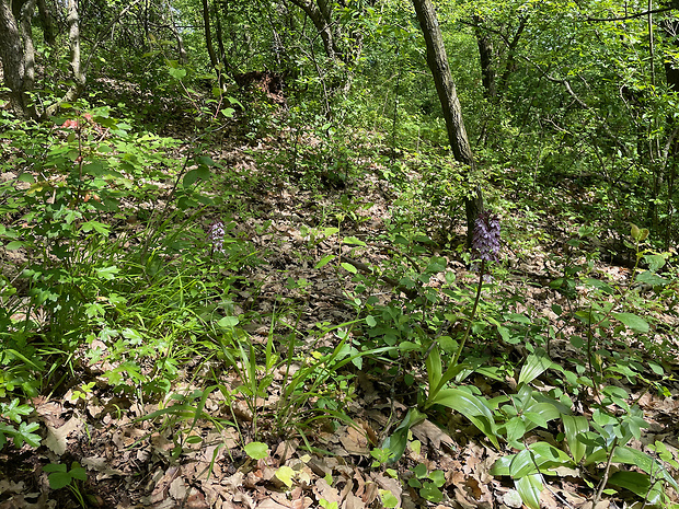 vstavač purpurový - biotop Orchis purpurea Huds.
