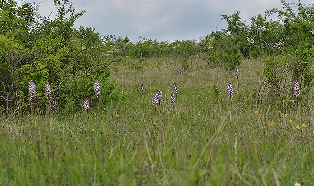 vstavač purpurový Orchis purpurea Huds.