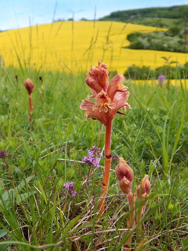 záraza biela Orobanche alba Willd.