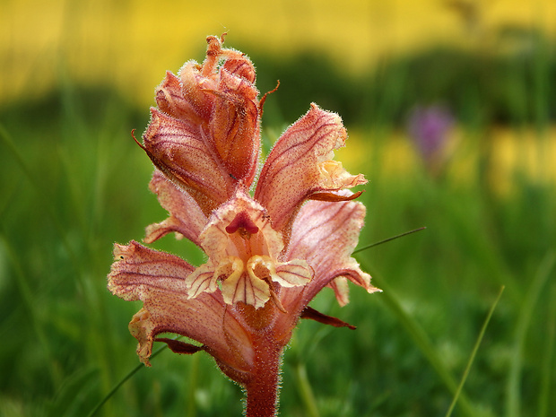 záraza biela Orobanche alba Willd.