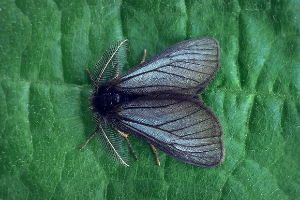 smutník trávový (sk) / smutník jílkový (cz) Penthophera morio (Linnaeus, 1767)