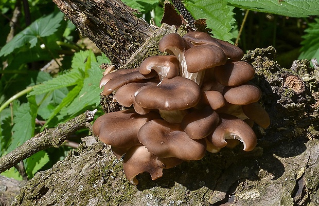 hliva lievikovitá Pleurotus cornucopiae (Paulet) Rolland