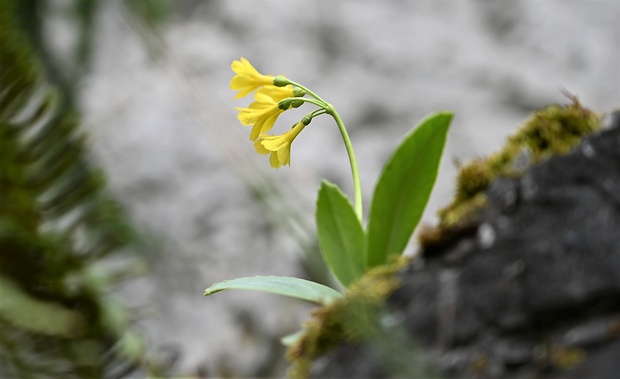 prvosienka holá Primula auricula L.