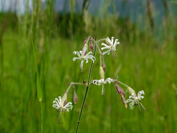 silenka ovisnutá Silene nutans L.