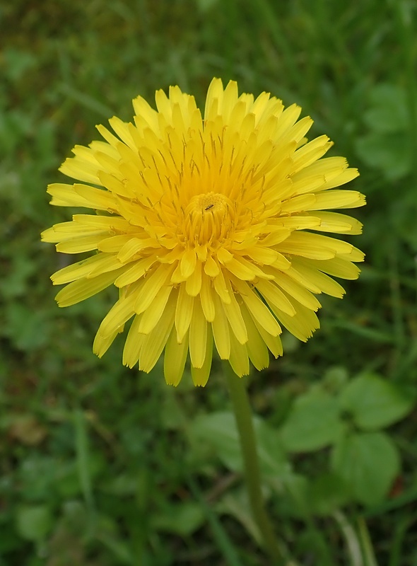 púpava lekárska Taraxacum officinale (L.) Weber ex F.H.Wigg