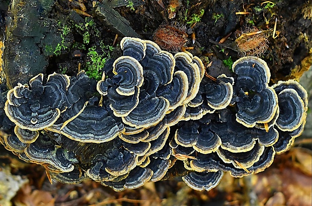 trúdnikovec pestrý Trametes versicolor (L.) Lloyd