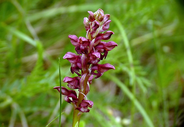 červenohlav ploštičný Anacamptis coriophora (L.) R. M. Bateman, A. M. Pringeon & M. W. Chase