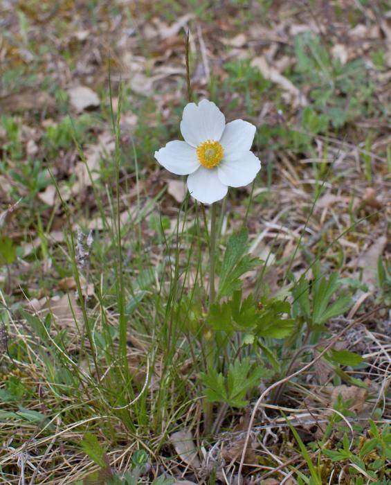 veternica lesná Anemone sylvestris L.