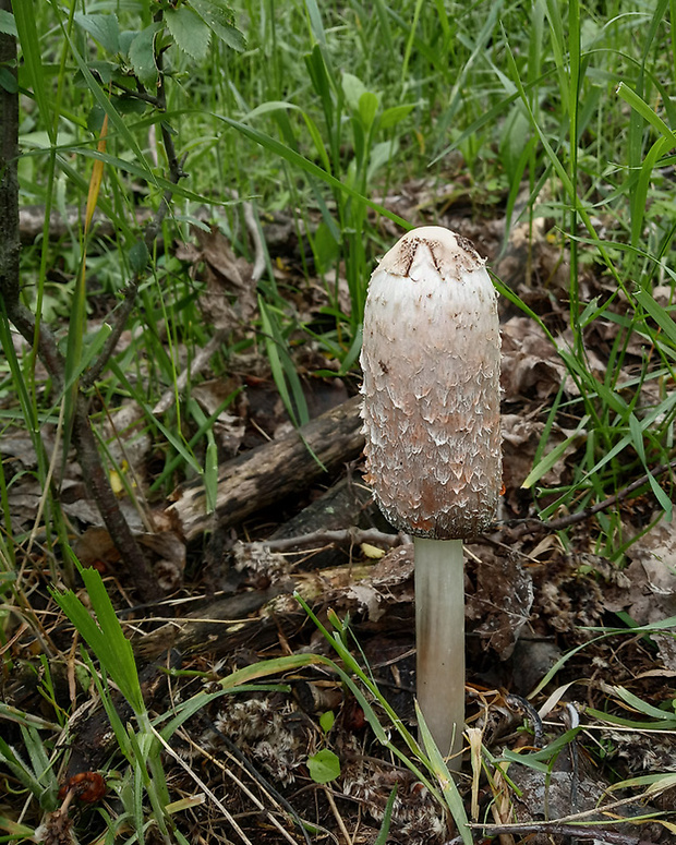 hnojník obyčajný Coprinus comatus (O.F. Müll.) Pers.