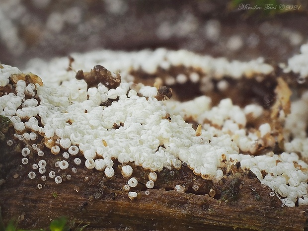 henningsovka  Henningsomyces sp.