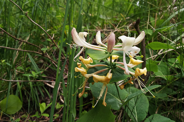 zemolez kozí Lonicera caprifolium L.