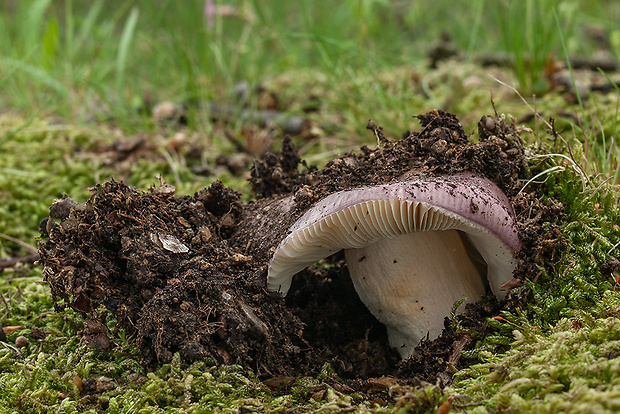 plávka Russula sp.