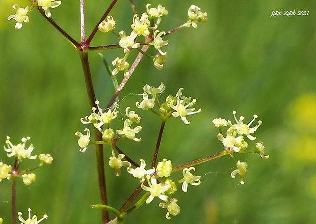 bezobalka sivá Trinia glauca (L.) Dumort.