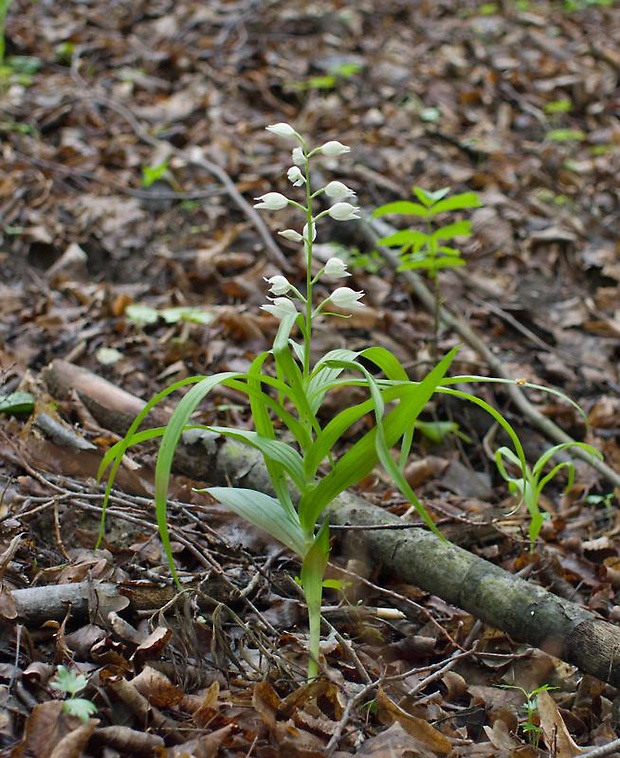 prilbovka dlholistá Cephalanthera longifolia (L.) Fritsch