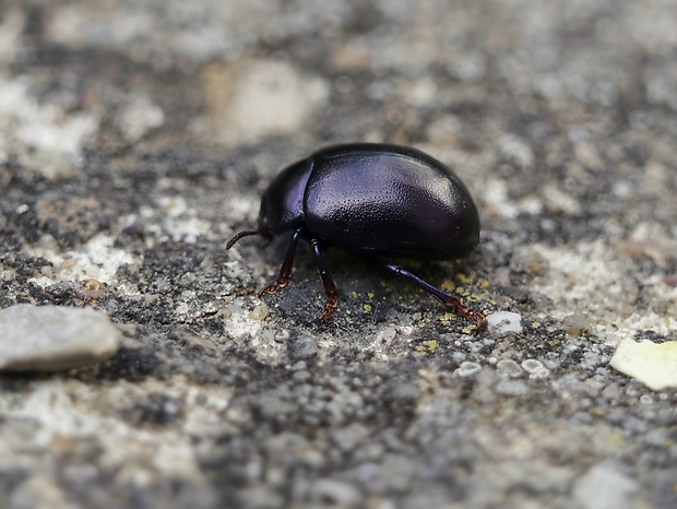 liskavka Chrysolina sturmi