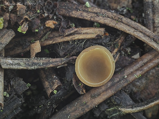 jahňadka hrdzavá Ciboria rufofusca (O. Weberb.) Sacc.