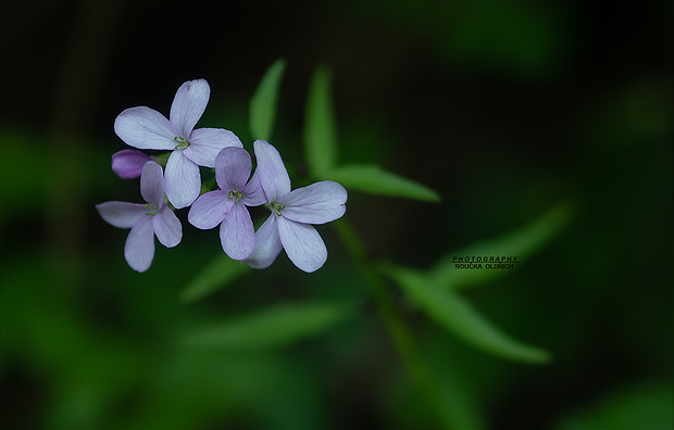 zubačka cibuľkonosná Dentaria bulbifera L.