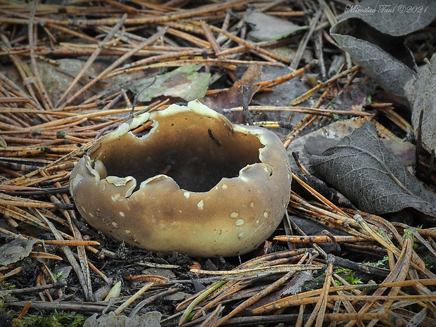 chriapač sosnový Helvella leucomelaena (Pers.) Nannf.