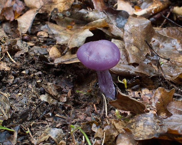 pôvabnica fialová Lepista nuda (Bull.) Cooke