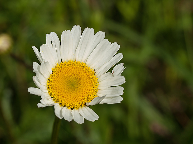 margaréta biela Leucanthemum vulgare Lam.