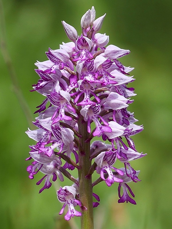 vstavač vojenský Orchis militaris L.