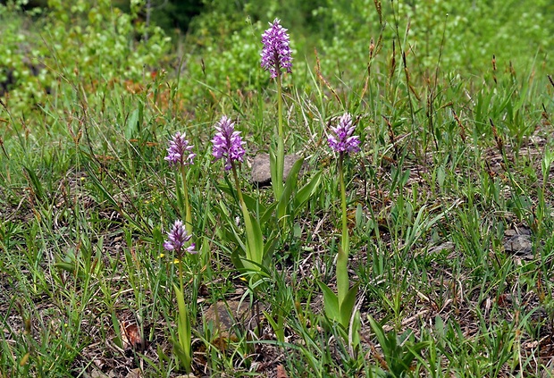 vstavač vojenský Orchis militaris L.