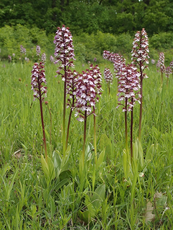 vstavač purpurový Orchis purpurea Huds.