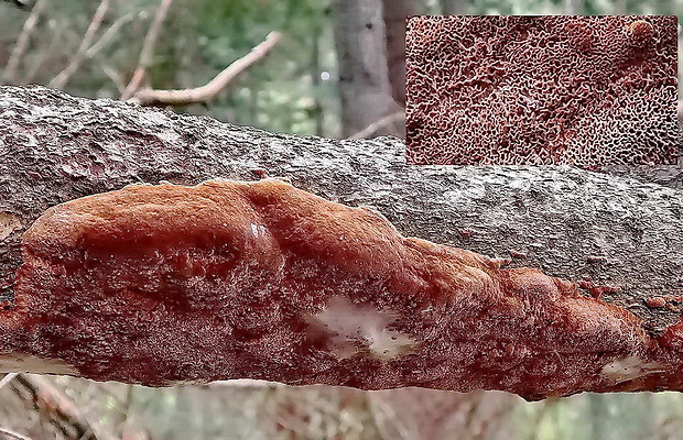 ohňovec Phellinus sp.