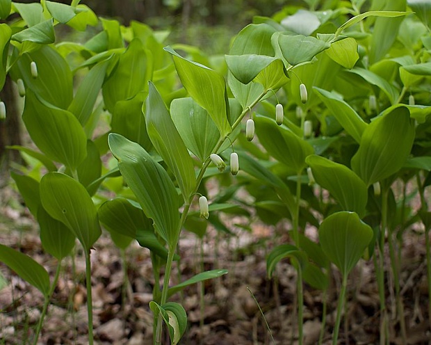 kokorík voňavý Polygonatum odoratum (Mill.) Druce