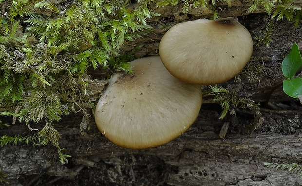 trúdnik Polyporus sp.