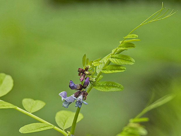 vika plotná Vicia cf. sepium L.