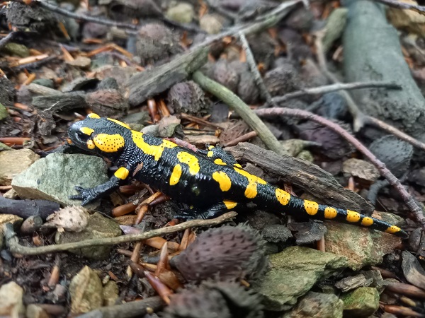 salamandra škvrnitá