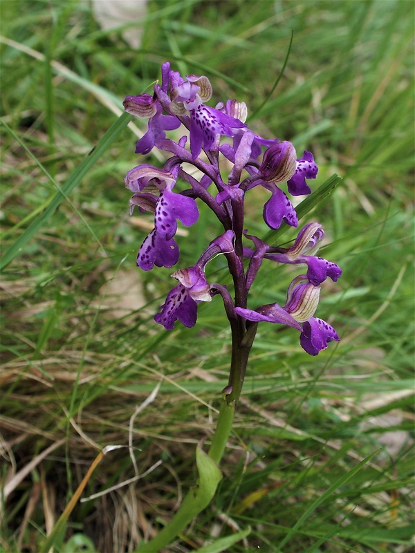 červenohlav obyčajný Anacamptis morio (L.) R. M. Bateman, A. M. Pringeon & M. W. Chase