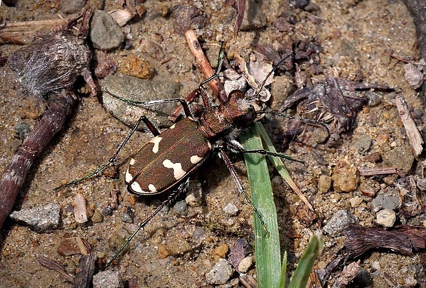 svižník hôrny (sk) / svižník lesomil (cz) Cicindela sylvicola (Dejean in Latreille et Dejean, 1822)