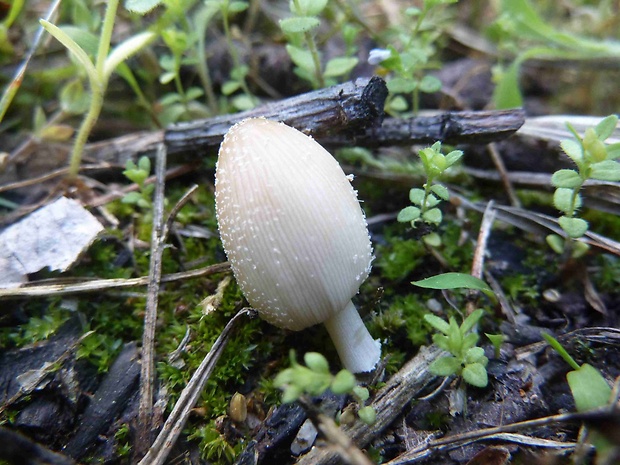 hnojník Coprinellus sp.