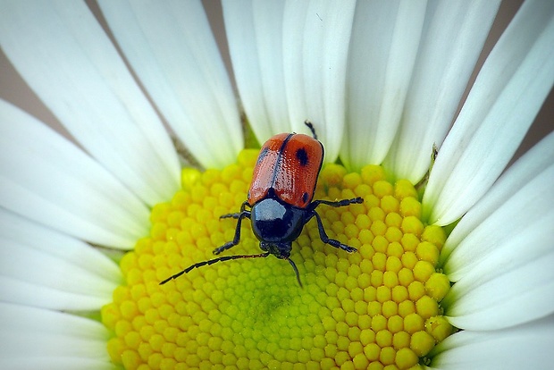 krytohlav Cryptocephalus bipunctatus (Linnaeus, 1758)