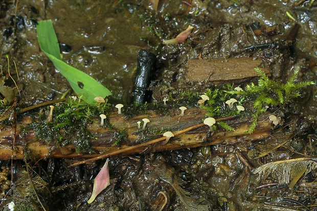 vodnička obyčajná Cudoniella clavus (Alb. & Schwein.) Dennis