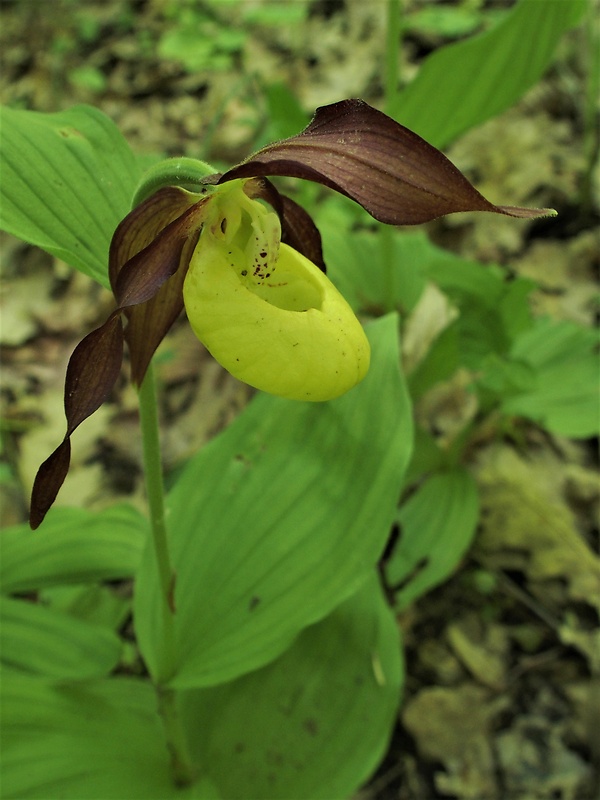 črievičník papučkový Cypripedium calceolus L.