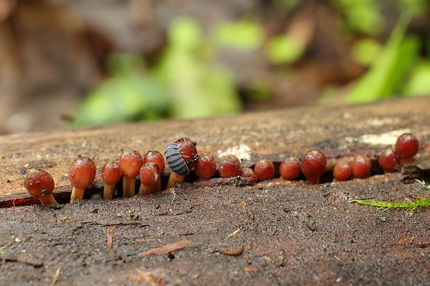 prilbička žltohlúbiková Mycena renati Quél.