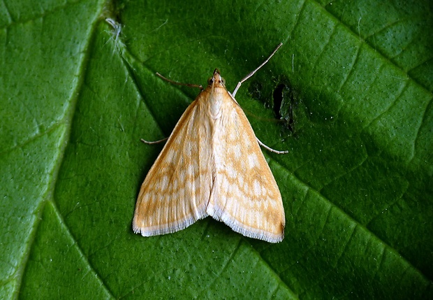 vijačka lobodová Sitochroa verticalis