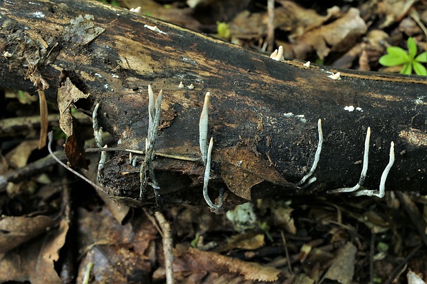 drevnatec Xylaria sp.