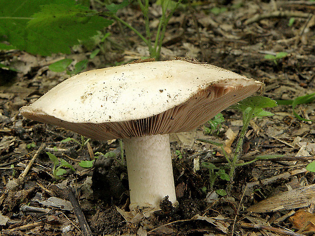 pečiarka Agaricus sp.