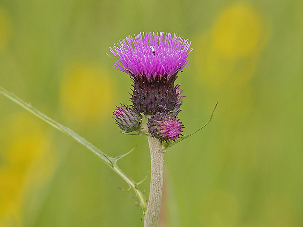 pichliač potočný Cirsium rivulare (Jacq.) All.