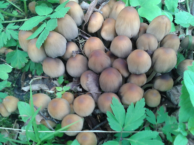 hnojník Coprinellus subimpatiens (M. Lange & A.H. Sm.) Redhead, Vilgalys & Moncalvo