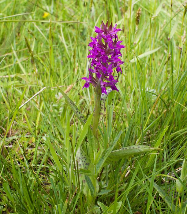 vstavačovec májový pravý Dactylorhiza majalis subsp. majalis (Reincherb.) Hunt & Summerh.