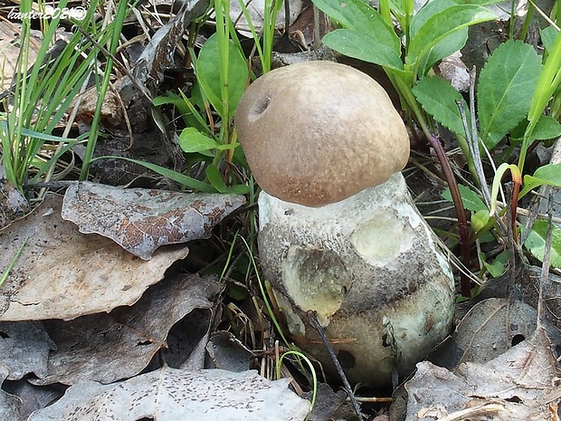 kozák topoľový Leccinum duriusculum (Schulzer ex Kalchbr.) Singer